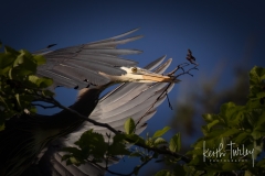 230513-9724-heron-with-branch