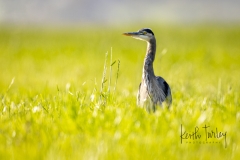 240920-2687-gbh-in-grass