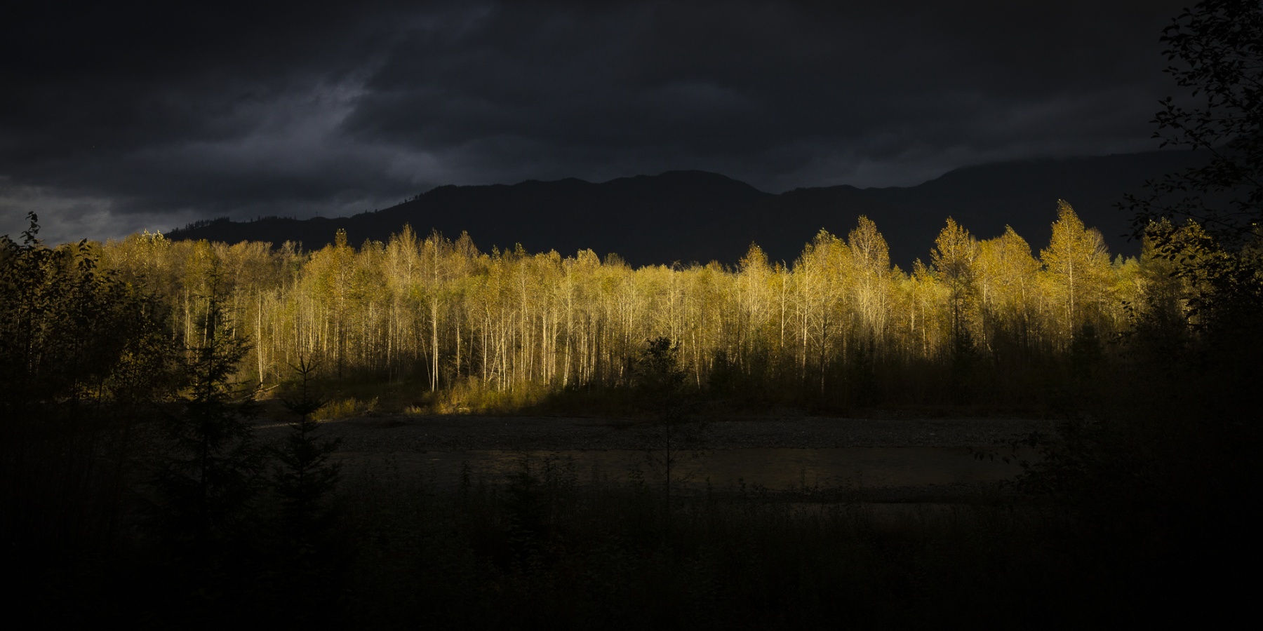 241004-2214-nooksack-sun-on-trees-2x1