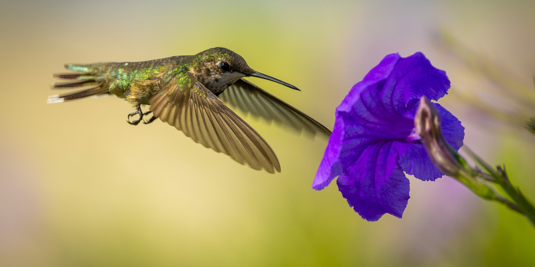 241123-4949-hummingbird-at-flower-2x1