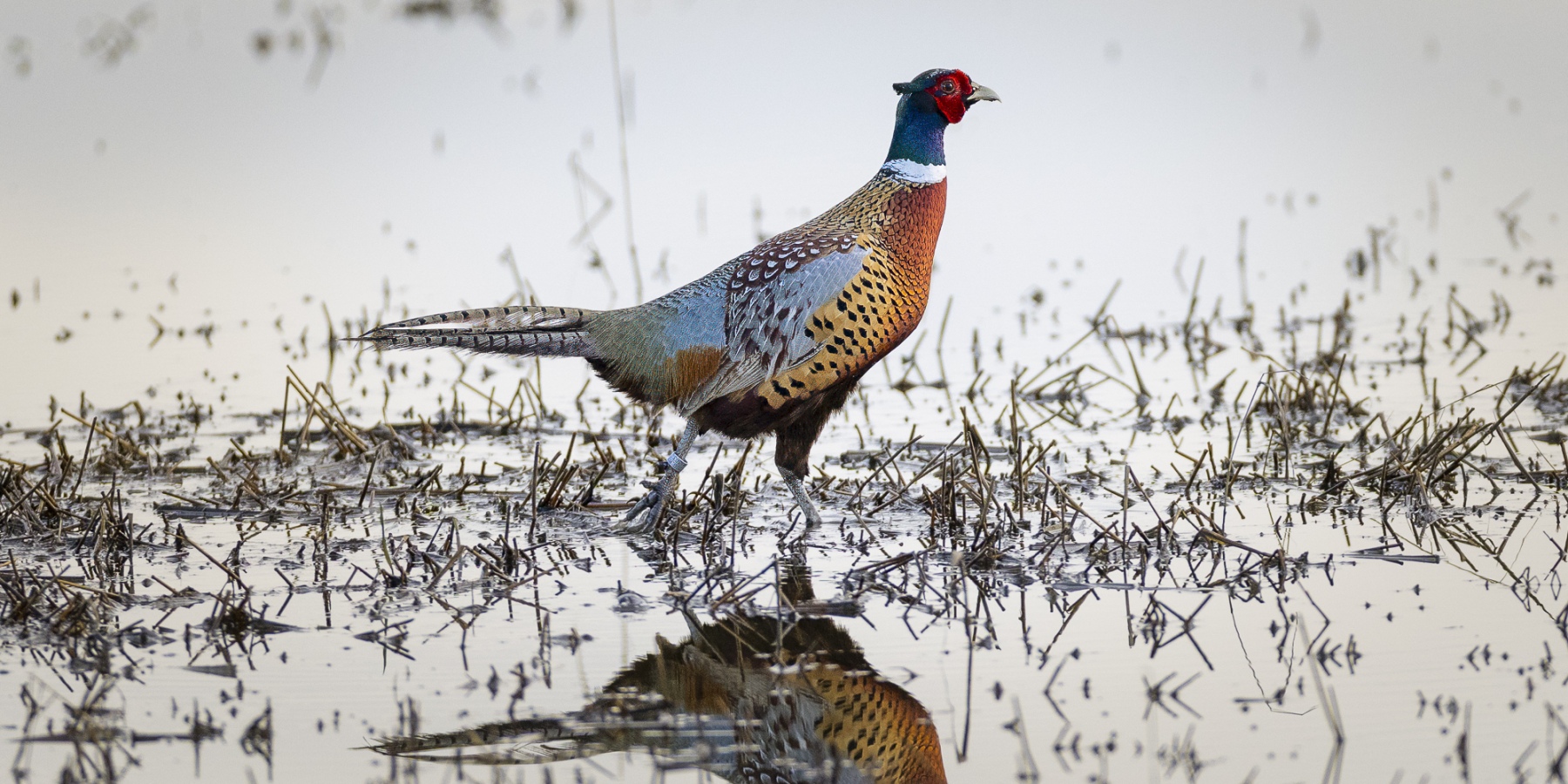 250116-6116-ring-necked-pheasant-2x1