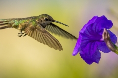 241123-4949-hummingbird-at-flower-2x1