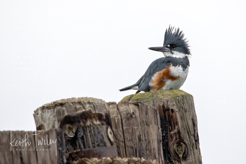 201203-1280-belted-kingfisher