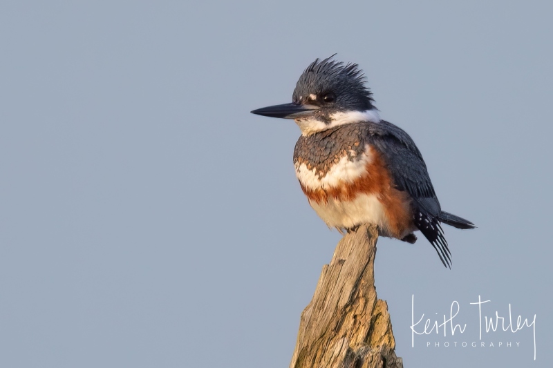 230202-6146-belted-kingfisher-ecomm