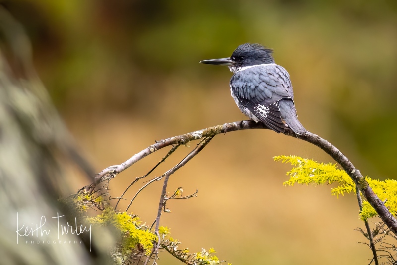 230321-1394-belted-kingfisher