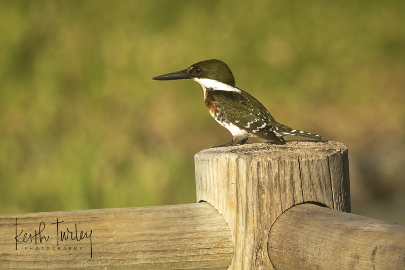 241122-2354-green-kingfisher