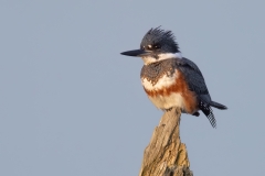 230202-6146-belted-kingfisher-ecomm