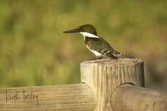 241122-2354-green-kingfisher