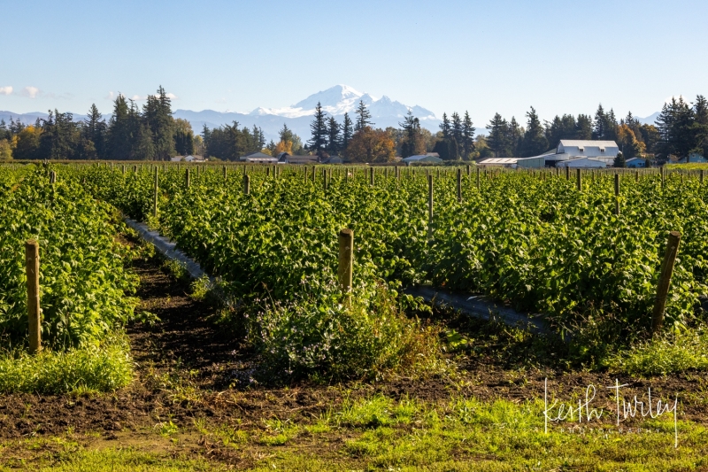 231012-8336-view-across-field-to-baker