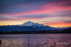 201122-1060-wiser-lake-geese-sunrise
