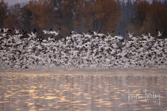 221101-2497-snow-geese