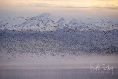 221101-2630-snow-geese-mount-baker