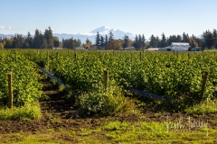 231012-8336-view-across-field-to-baker