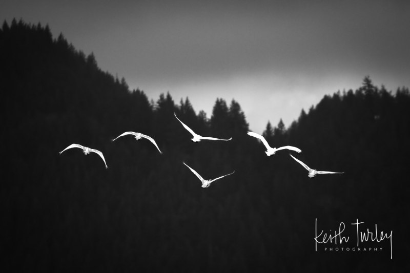 Flying Away