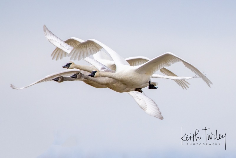220108-1783-swans