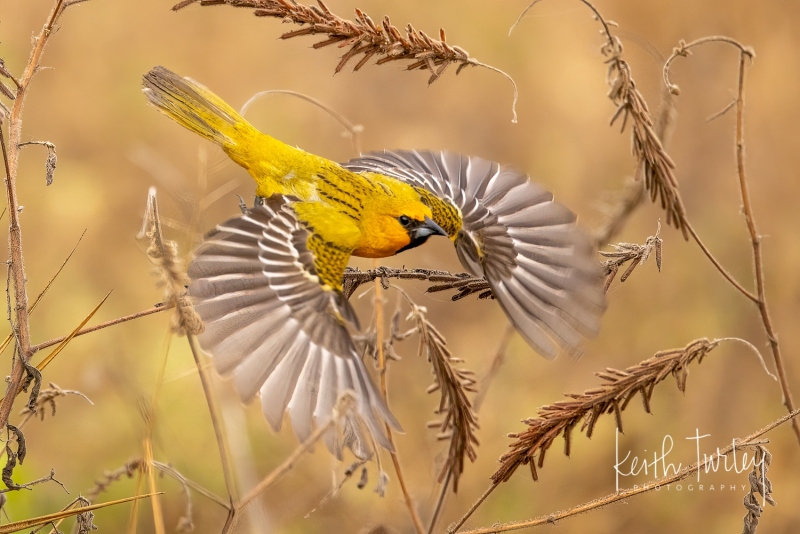 220404-4054-streak-backed-oriole-takeoff