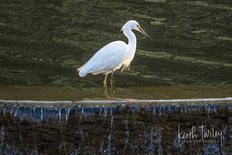 220404-6699-egret-along-water