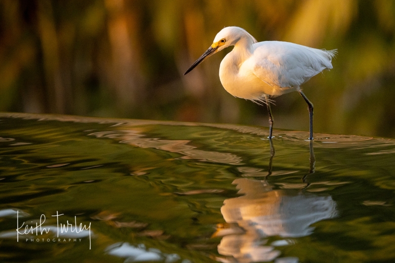 220404-6853-egret-at-sunset
