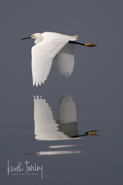 220407-9351-egret-flying-over-water-2