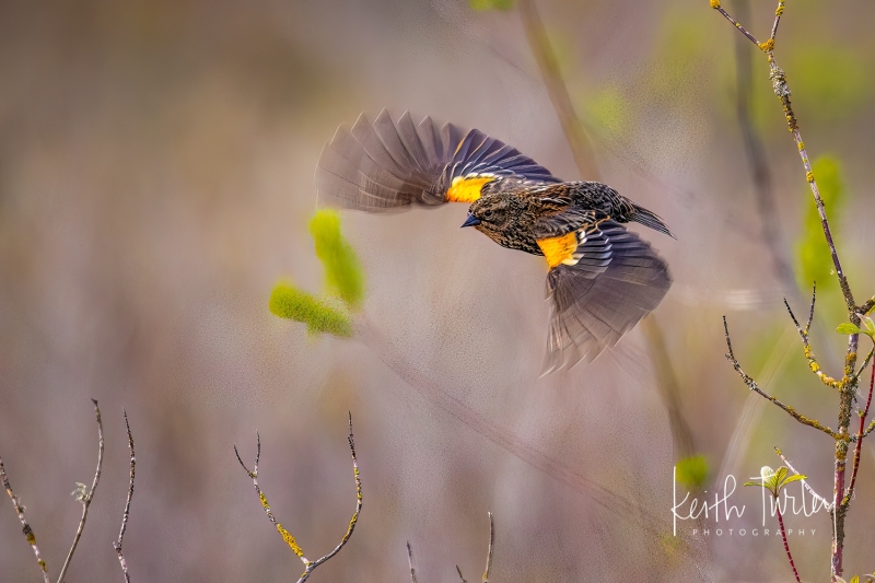 220419-3728-female-red-winged-black-bird