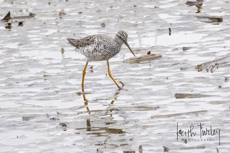 220425-6668-marbled-godwit