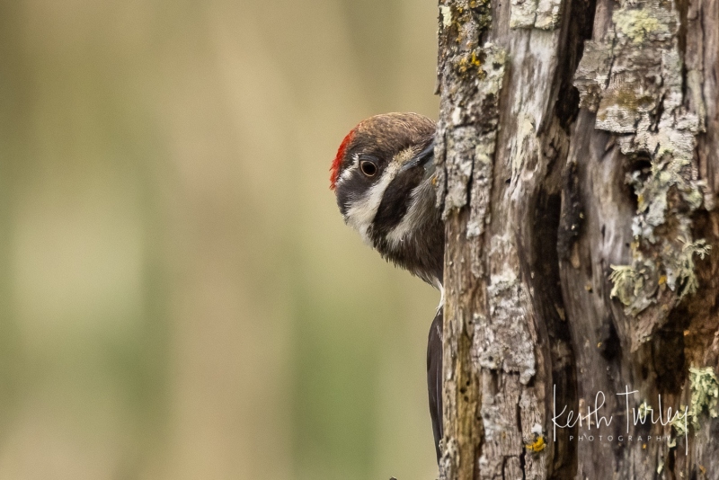 220425-7676-pileated-woodpecker