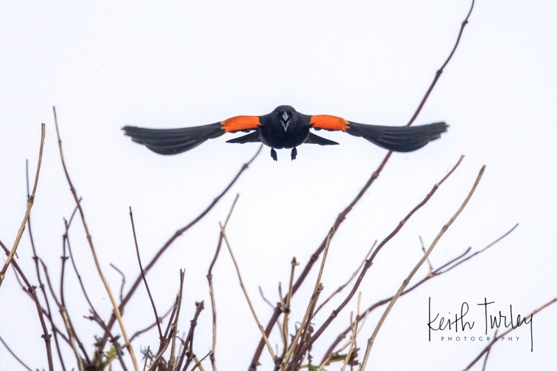 220522-2436-red-winged-blackbird-flying