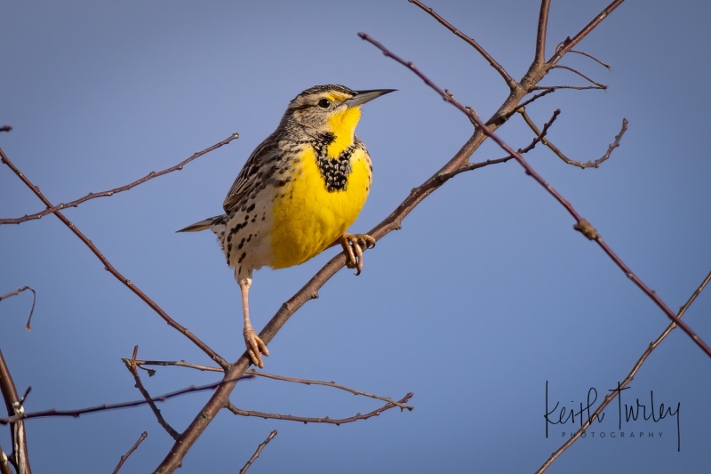 230307-9858-western-meadowlark