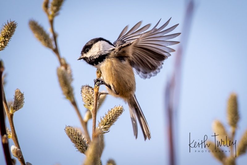 230314-5475-chickadee-in-bush