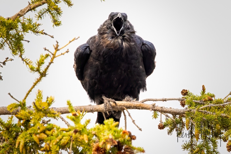 230722-2947-raven