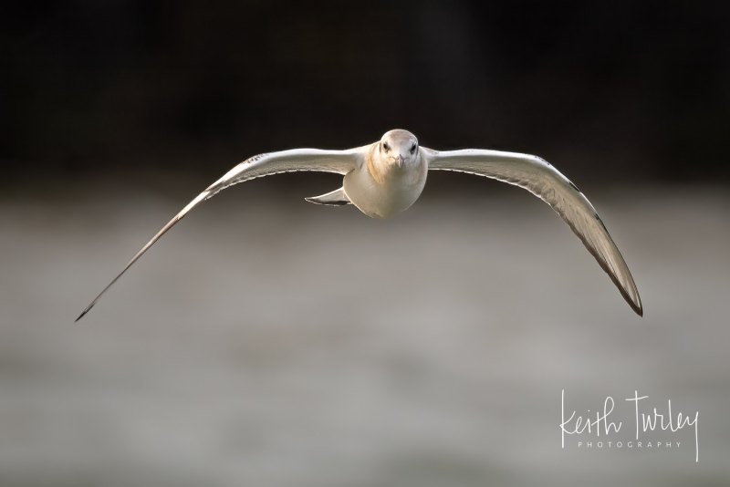 230725-6898-bonapartes-gull-juvenile