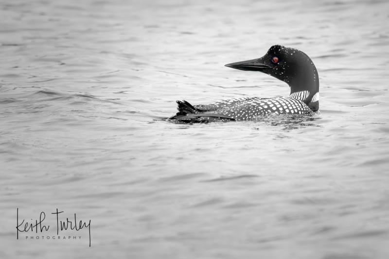 230725-7428-common-loon-red-eye