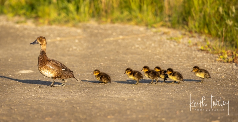 230726-0061-mom-and-ducklings