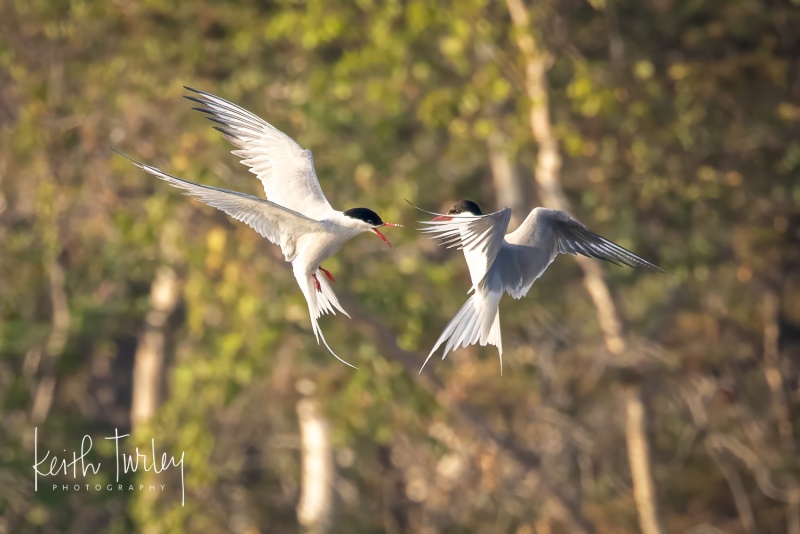230727-3645-arctic-tern-pair