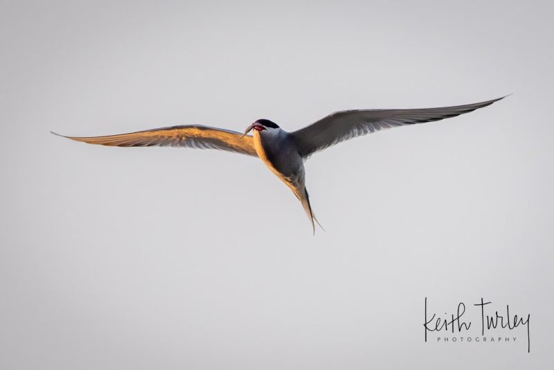 230727-7423-arctic-tern-flying-with-fish