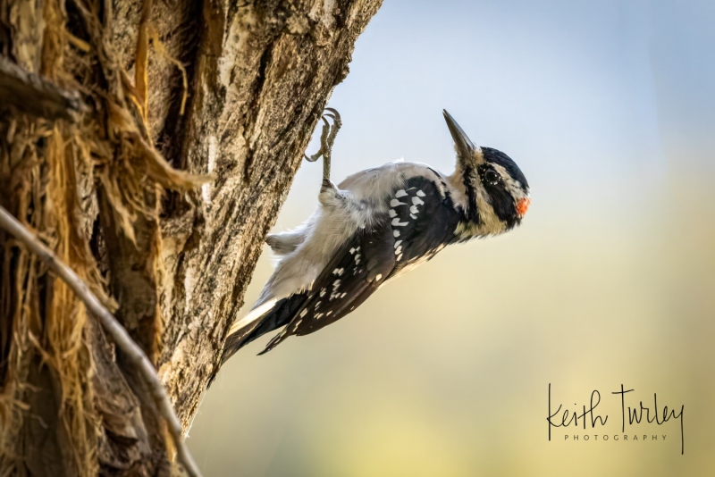 231001-2601-downy-woodpecker