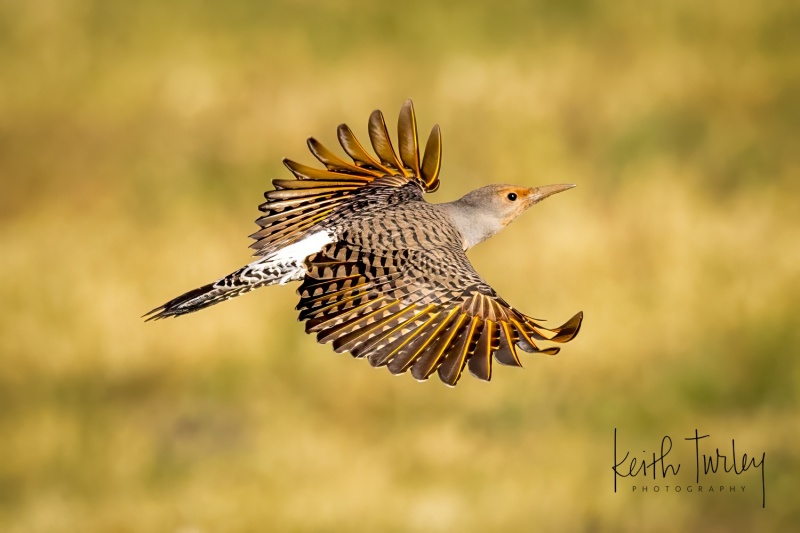 231001-3495-northern-flicker-flying