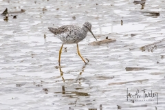 220425-6668-marbled-godwit