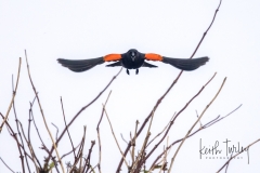 220522-2436-red-winged-blackbird-flying