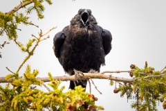 230722-2947-raven