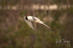 230725-7127-artic-tern-spitting-water