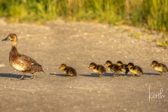 230726-0061-mom-and-ducklings