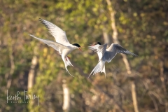 230727-3645-arctic-tern-pair