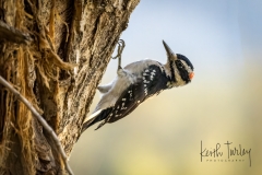 231001-2601-downy-woodpecker