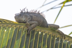 220407-8975-iguana-on-palm