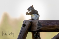 231001-3307-squirrel-eating-on-swing