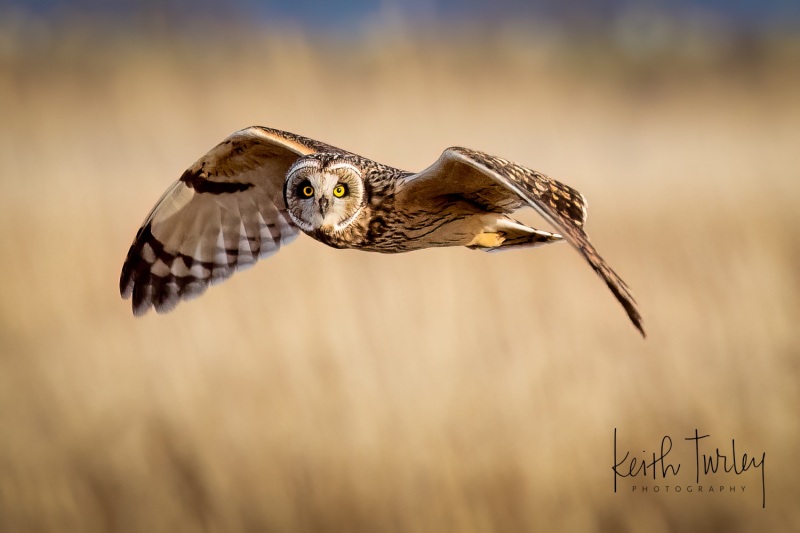230120-5278-owl-flying-eyes-on-camera