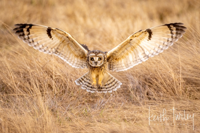230211-3205-short-eared-owl-landing-ecomm