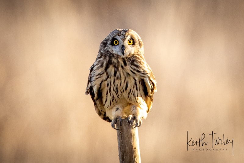 230213-5691-short-eared-owl