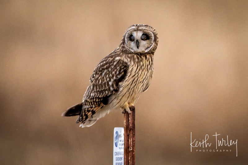 230214-1178-sleeping-short-eared-owl